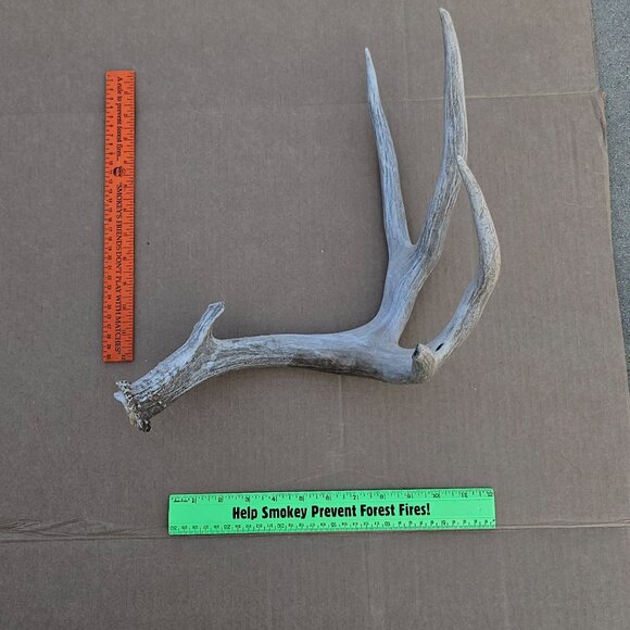 Genuine Mule Deer Shed Antler - Picture 12 of 14